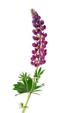 Mor lupin çiçekleri beyaz arka planda izole edilmiş. Renkli lupinler, bahar çiçekleri