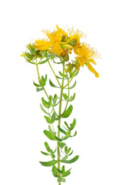 St. John otları beyaz arka planda izole edilmiş. Hypericum çiçekleri kapanıyor. Bitkisel ilaçlar. Kesme yolu