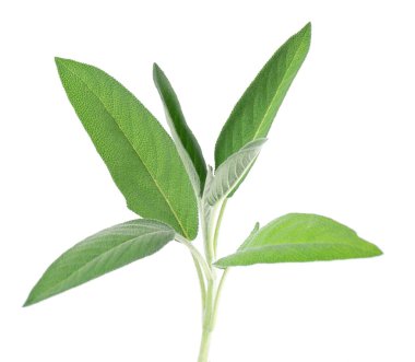 Beyaz arka planda izole edilmiş taze adaçayı dalı. Salvia Officinalis ayrılıyor. Tıbbi ve aşçı bitkisi. Kesme yolu