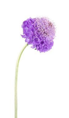Uyuz çiçek beyaz arka planda izole edilmiş. Knautia arvensis. Scabiosa 'nın mor çifte çiçeği