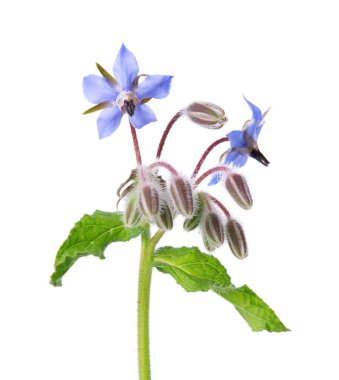 Borage çiçekleri beyaz arka planda izole edilmiş. Borago 'nun resmi çalıları. Kesme yolu