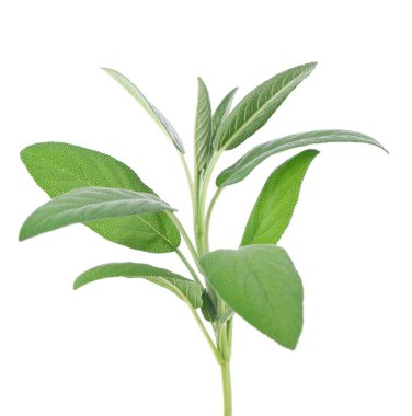 Beyaz arka planda izole edilmiş taze adaçayı dalı. Salvia Officinalis ayrılıyor. Tıbbi ve aşçı bitkisi. Kesme yolu