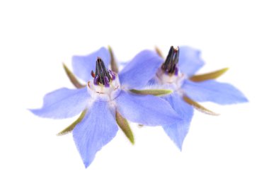Borage çiçekleri beyaz arka planda izole edilmiş. Borago 'nun resmi çalıları. Kesme yolu