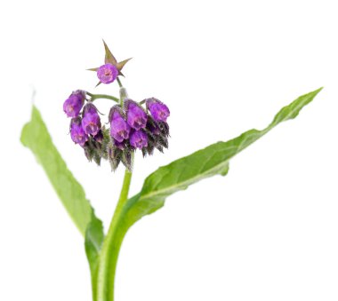 Beyaz arka planda yalıtılmış papağan çiçekleri. Symphytum officinale bitkisi. Çiçekli papatya çalısı. Bitkisel ilaçlar. Kesme yolu