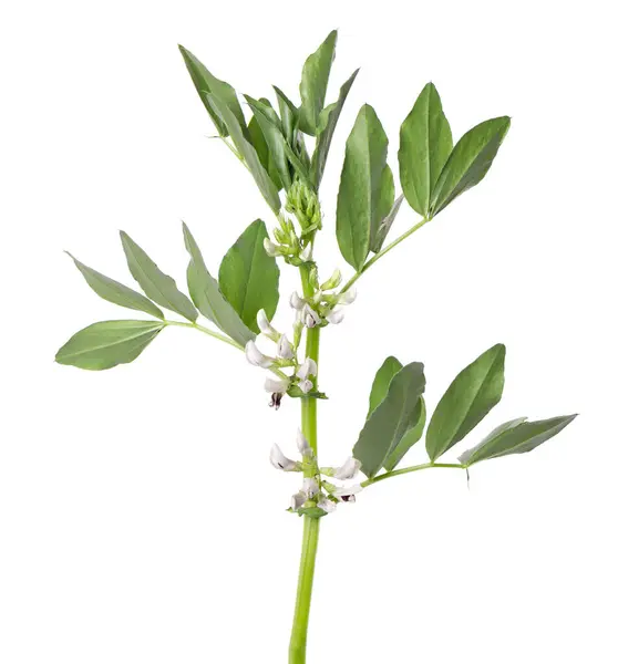 stock image Green bush of fava beans with flowers, isolated on white background. Broad beans