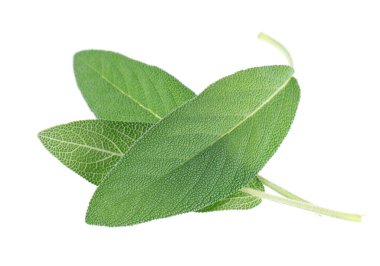 Beyaz arka planda izole edilmiş taze adaçayı yaprakları. Salvia Officinalis ayrılıyor. Tıbbi ve aşçı bitkisi. Kesme yolu