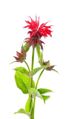 Monarda çiçeği beyaz bir arkaplanda izole edilmiş. Bergamot çiçeği. Oswego çayı, kırmızı arı merhemi