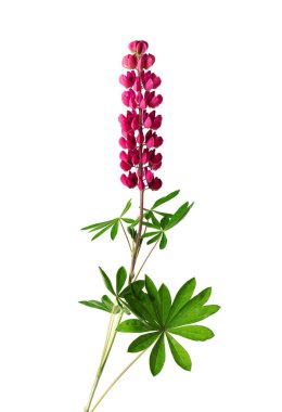 Kırmızı lupin çiçeği beyaz arka planda izole edilmiş. Renkli lupinler, bahar çiçekleri