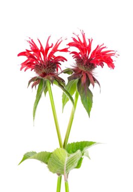 Monarda çiçekleri beyaz bir arkaplanda izole edilmiş. Bergamot çiçekleri. Oswego çayı, kırmızı arı merhemi