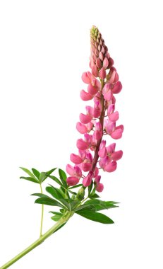 Beyaz arka planda izole edilmiş pembe lupin çiçeği. Renkli lupinler, bahar çiçekleri