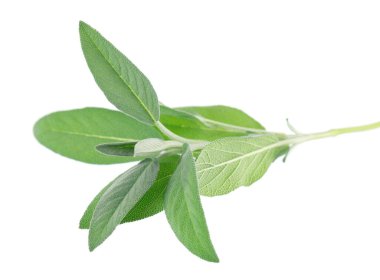 Beyaz arka planda izole edilmiş taze adaçayı. Salvia Officinalis ayrılıyor. Tıbbi ve aşçı bitkisi. Kesme yolu