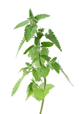 Beyaz arka planda limon kremi ya da Melissa bitkisi var. Taze yeşil nane yaprağı. Kesme yolu