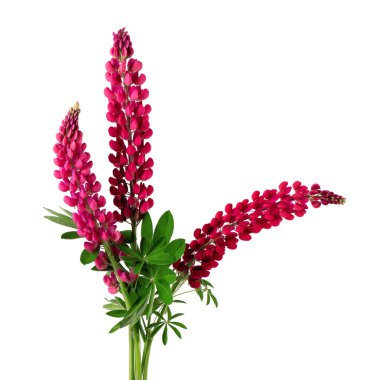 Beyaz arka planda izole edilmiş bir buket kırmızı lupin çiçeği. Renkli lupinler, bahar çiçekleri