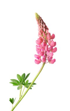 Beyaz arka planda izole edilmiş pembe lupin çiçeği. Renkli lupinler, bahar çiçekleri
