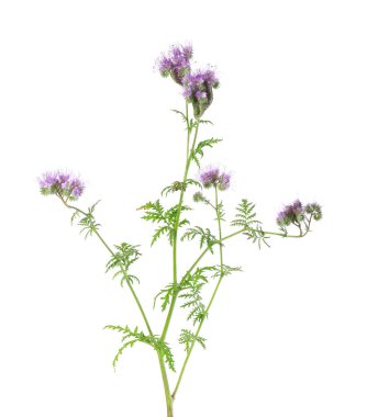 Phacelia flowers isolated on white background. Light purple flowers of Lacy phacelia or blue tansy clipart