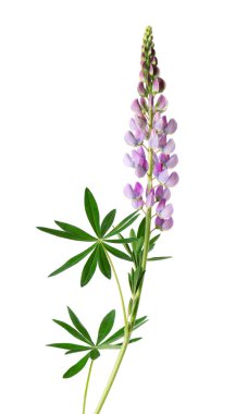 Beyaz arka planda izole edilmiş mor lupin çiçeği. Renkli lupinler, bahar çiçekleri