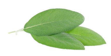 Beyaz arka planda izole edilmiş taze adaçayı yaprakları. Salvia Officinalis ayrılıyor. Tıbbi ve aşçı bitkisi. Kesme yolu