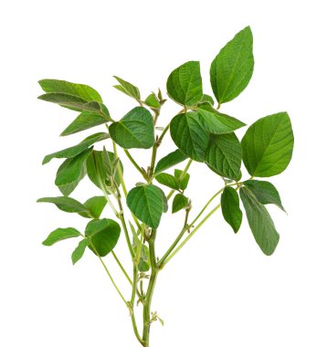 Beyaz arkaplanda yeşil soya çalısı var. Soya fasulyesi.