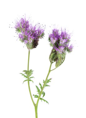 Phacelia flowers isolated on white background. Light purple flowers of Lacy phacelia or blue tansy clipart