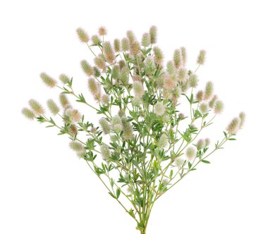 Beyaz arka planda taş yonca izole edilmiş. Trifolium arvense veya tavşan ayağı yoncası