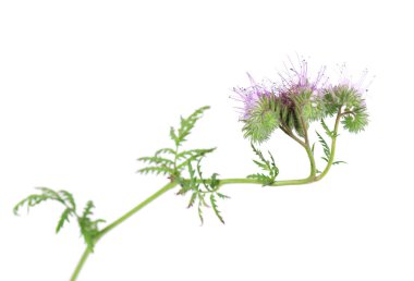 Phacelia çiçekleri beyaz arka planda izole edilmiş. Lacy safhasının açık mor çiçekleri ya da mavi tansi