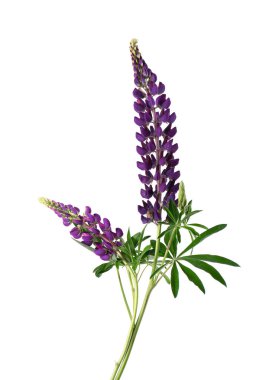 Beyaz arka planda izole edilmiş mor lupin çiçekleri. Renkli lupinler, bahar çiçekleri