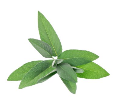 Beyaz arka planda izole edilmiş taze adaçayı. Salvia Officinalis ayrılıyor. Tıbbi ve aşçı bitkisi. Kesme yolu