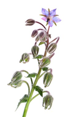 Borage çiçekleri beyaz arka planda izole edilmiş. Borago 'nun resmi çalıları. Kesme yolu