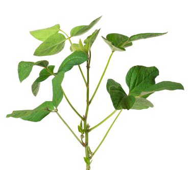 Beyaz arkaplanda yeşil soya çalısı var. Soya fasulyesi.