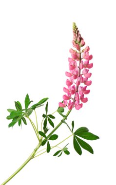 Beyaz arka planda izole edilmiş pembe lupin çiçeği. Renkli lupinler, bahar çiçekleri