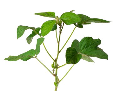 Beyaz arkaplanda yeşil soya çalısı var. Soya fasulyesi.