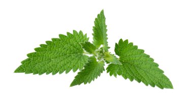 Yeşil limon merhemi yaprakları ya da Melissa bitkisi beyaz arka planda izole edilmiş. Taze yeşil nane yaprağı. Kesme yolu