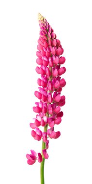 Beyaz arka planda izole edilmiş pembe lupin çiçeği. Renkli lupinler, bahar çiçekleri