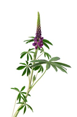 Mor lupin çiçekleri beyaz arka planda izole edilmiş. Renkli lupinler, bahar çiçekleri