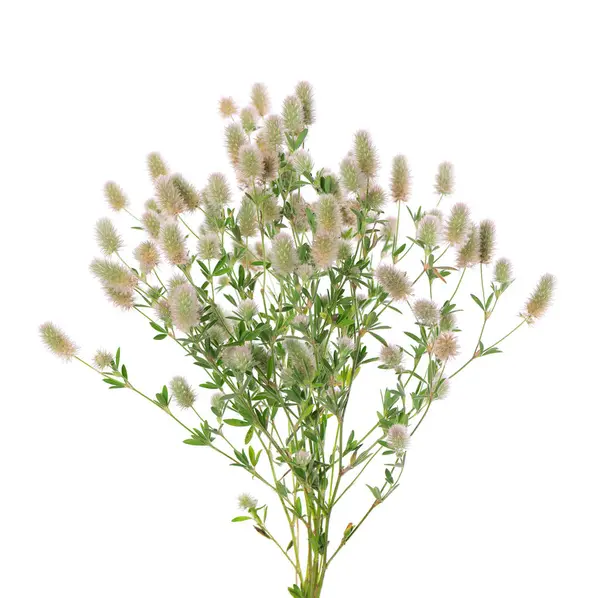 stock image Stone clover isolated on white background. Trifolium arvense or rabbitfoot clover