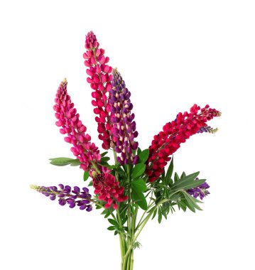 Beyaz arka planda izole edilmiş bir buket renkli lupin çiçeği. Bir demet lupin, ilkbahar çiçeği.