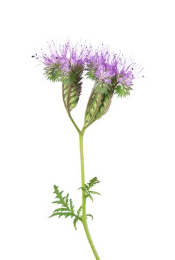 Phacelia çiçekleri beyaz arka planda izole edilmiş. Lacy safhasının açık mor çiçekleri ya da mavi tansi