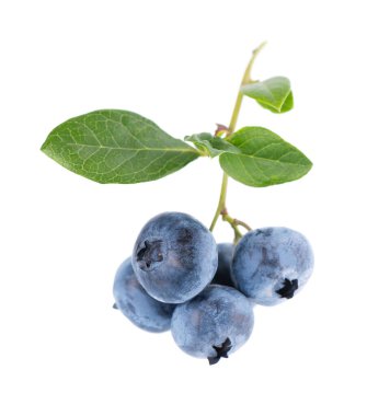 Beyaz arkaplanda yaban mersini dalı var. Yaban mersini ya da yeşil yapraklı yabanmersini. Kesme yolu