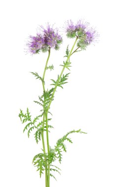 Phacelia çiçekleri beyaz arka planda izole edilmiş. Lacy safhasının açık mor çiçekleri ya da mavi tansi