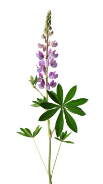 Beyaz arka planda izole edilmiş mor lupin çiçeği. Renkli lupinler, bahar çiçekleri