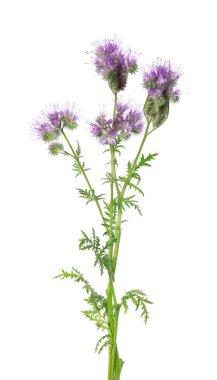 Phacelia çiçekleri beyaz arka planda izole edilmiş. Lacy safhasının açık mor çiçekleri ya da mavi tansi