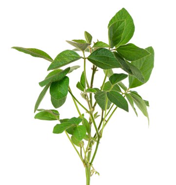 Beyaz arkaplanda yeşil soya çalısı var. Soya fasulyesi.