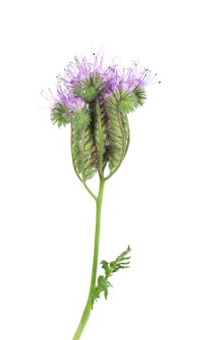 Phacelia flowers isolated on white background. Light purple flowers of Lacy phacelia or blue tansy clipart