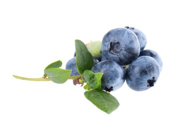 Beyaz arkaplanda yaban mersini dalı var. Yaban mersini ya da yeşil yapraklı yabanmersini. Kesme yolu