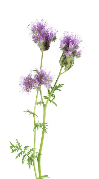 stock image Phacelia flowers isolated on white background. Light purple flowers of Lacy phacelia or blue tansy