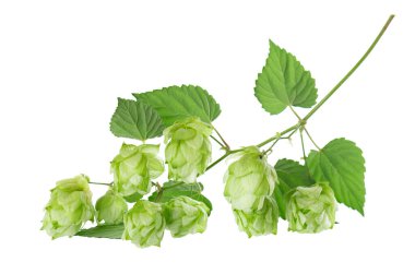 Taze yeşil zıpzıp dalı, beyaz arka planda izole edilmiş. Yapraklı kozalaklar. Organik Hop Çiçekleri. Kesme yolu