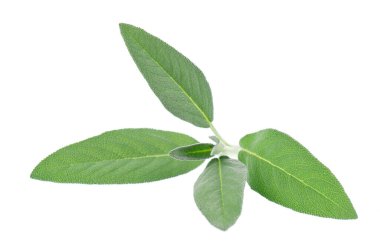 Beyaz arka planda izole edilmiş taze adaçayı. Salvia Officinalis ayrılıyor. Tıbbi ve aşçı bitkisi. Kesme yolu