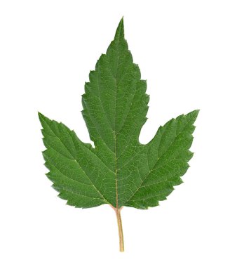 Beyaz arka planda izole edilmiş taze yeşil hop yaprağı. Kesme yolu