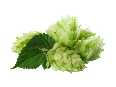 Taze yeşil zıpzıp dalı, beyaz arka planda izole edilmiş. Yapraklı kozalaklar. Organik Hop Çiçekleri. Kesme yolu
