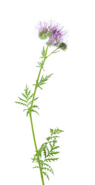 Phacelia çiçekleri beyaz arka planda izole edilmiş. Lacy safhasının açık mor çiçekleri ya da mavi tansi